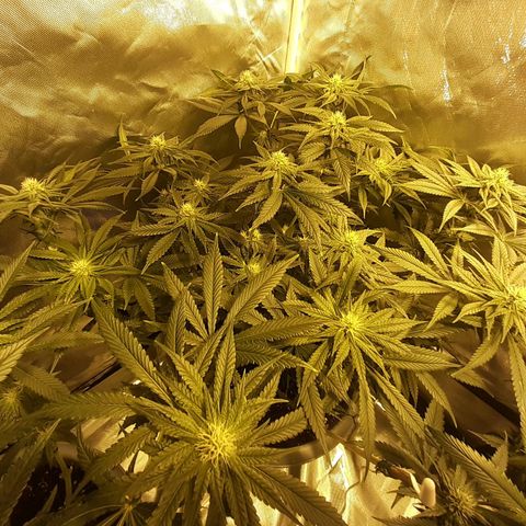Runtz x Gorilla  #3 growlog timeline photo