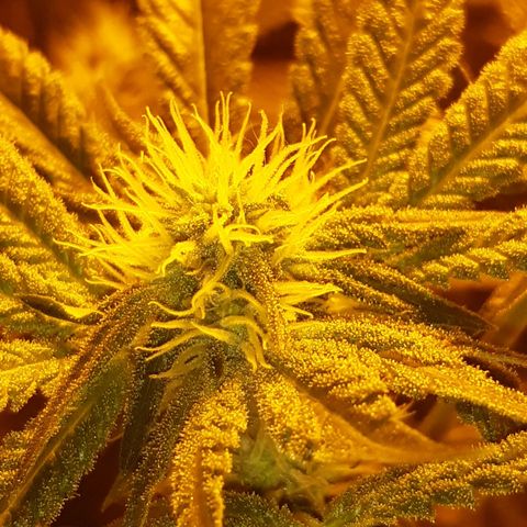 Runtz x Gorilla  #3 growlog timeline photo