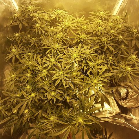Runtz x Gorilla  #3 growlog timeline photo