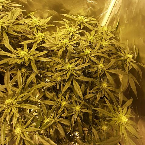 Runtz x Gorilla  #3 growlog timeline photo