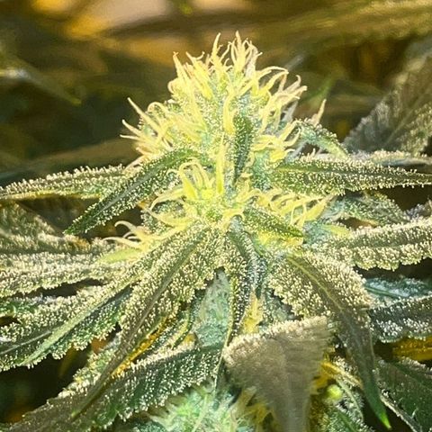 Runtz x Gorilla  #3 growlog timeline photo