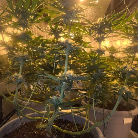 Runtz x Gorilla  #3 growlog timeline photo