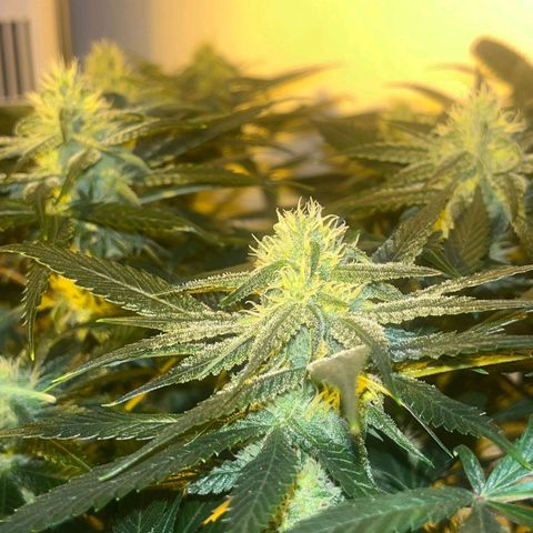 Runtz x Gorilla  #3 growlog timeline photo