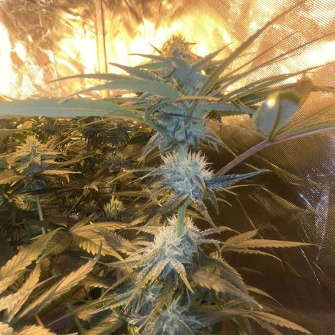 Runtz x Gorilla  #3 growlog timeline photo