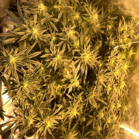 Runtz x Gorilla  #3 growlog timeline photo