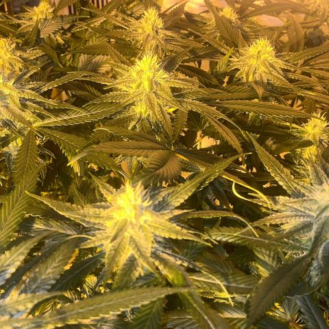 Runtz x Gorilla  #3 growlog timeline photo