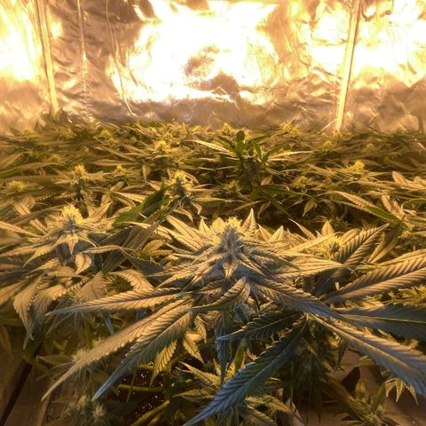 Runtz x Gorilla  #3 growlog timeline photo