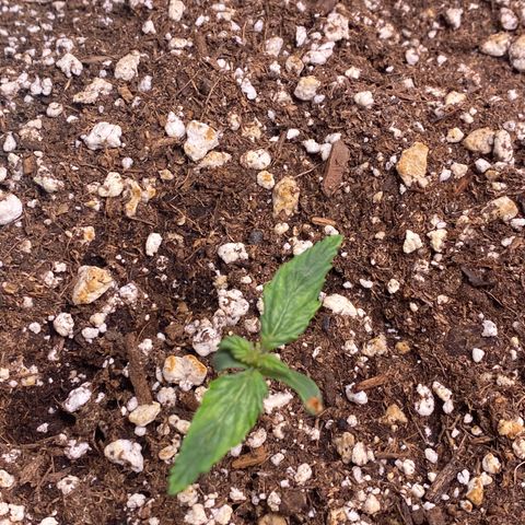 Gorilla Glue LST growlog timeline photo