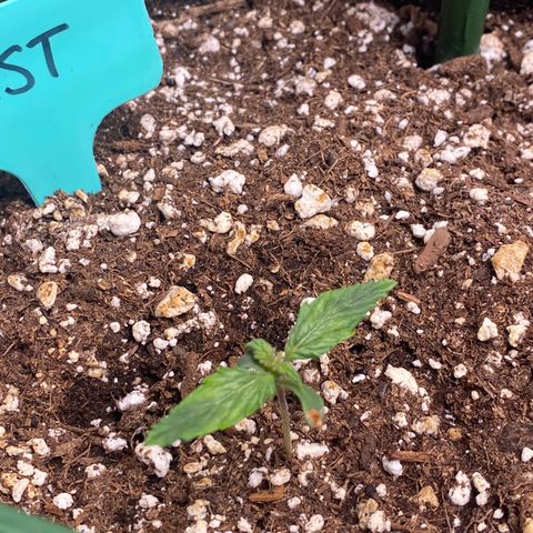 Gorilla Glue LST growlog timeline photo