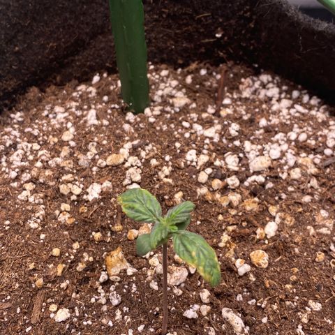 Gorilla Glue Control  growlog timeline photo