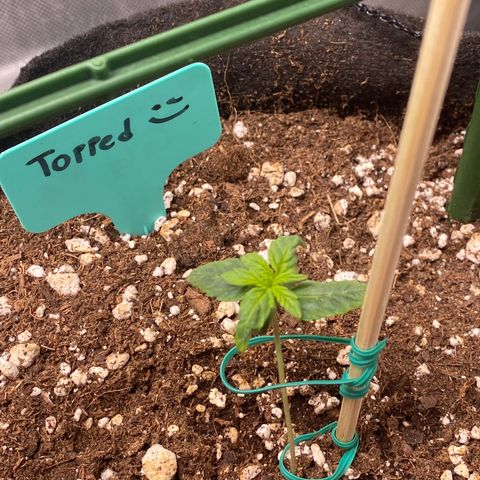 Gorilla Glue Topped  growlog timeline photo