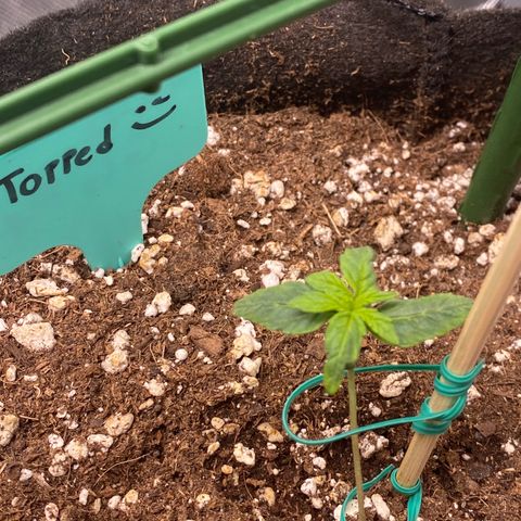 Gorilla Glue Topped  growlog timeline photo