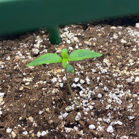 Granite Runtz growlog timeline photo