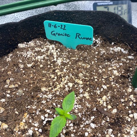 Granite Runtz growlog timeline photo