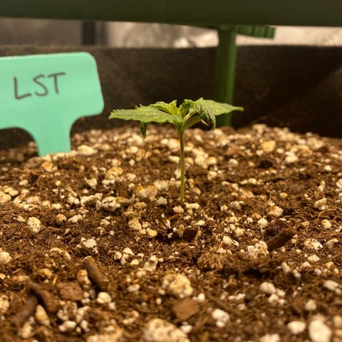 Gorilla Glue LST growlog timeline photo