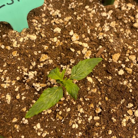 Gorilla Glue LST growlog timeline photo