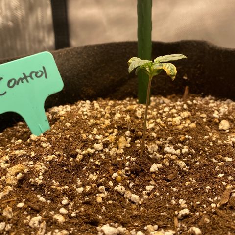Gorilla Glue Control  growlog timeline photo