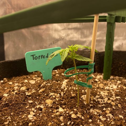 Gorilla Glue Topped  growlog timeline photo