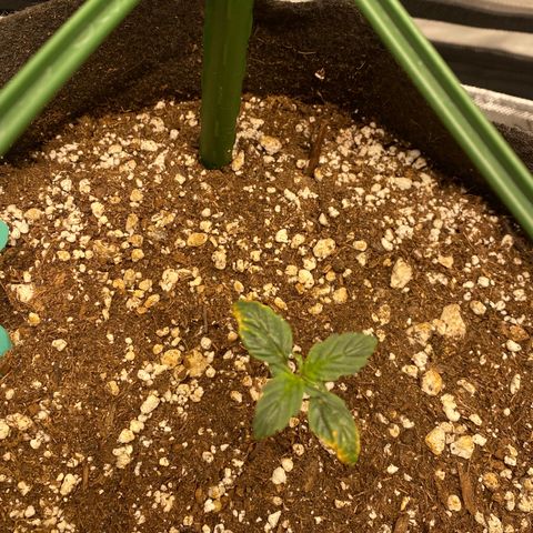 Gorilla Glue Topped  growlog timeline photo