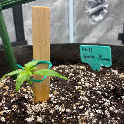 Granite Runtz growlog timeline photo