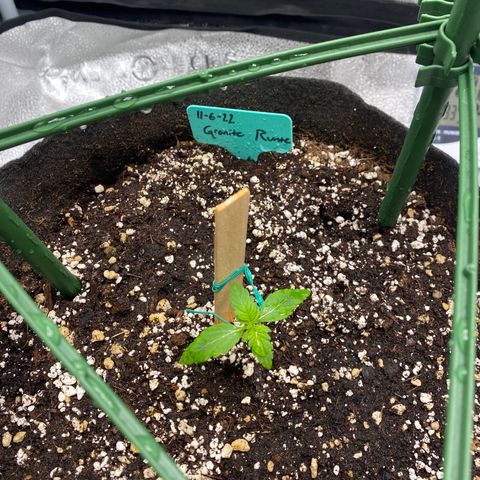 Granite Runtz growlog timeline photo