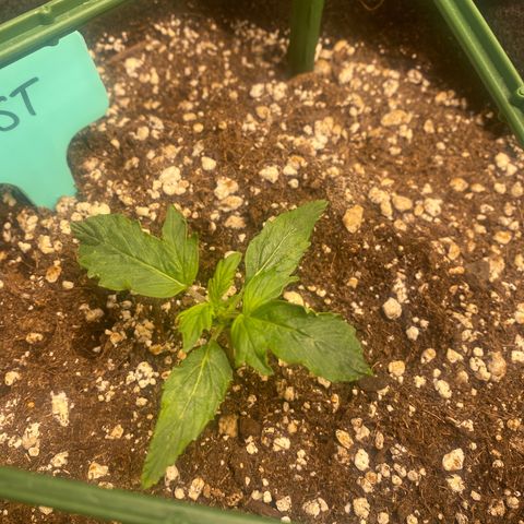 Gorilla Glue LST growlog timeline photo