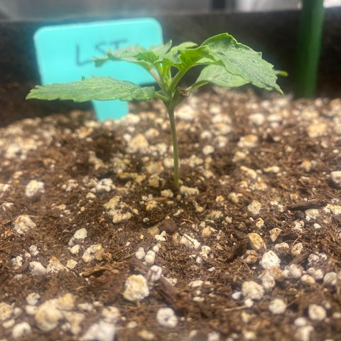 Gorilla Glue LST growlog timeline photo
