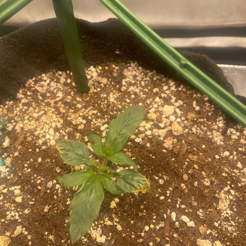 Gorilla Glue Control  growlog timeline photo