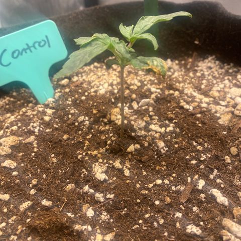 Gorilla Glue Control  growlog timeline photo