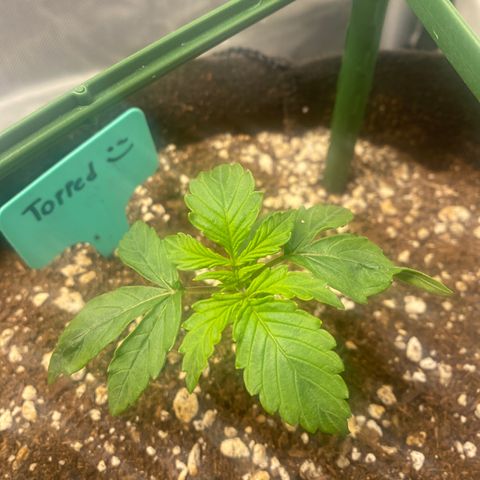 Gorilla Glue Topped  growlog timeline photo