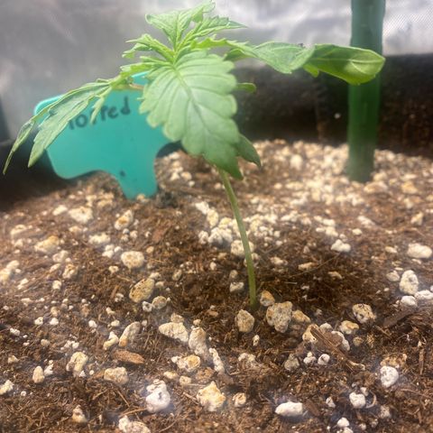 Gorilla Glue Topped  growlog timeline photo