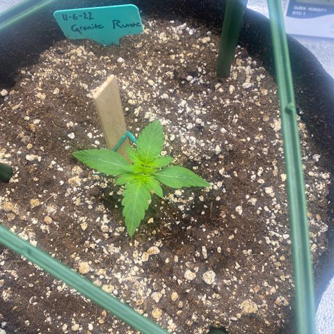 Granite Runtz growlog timeline photo