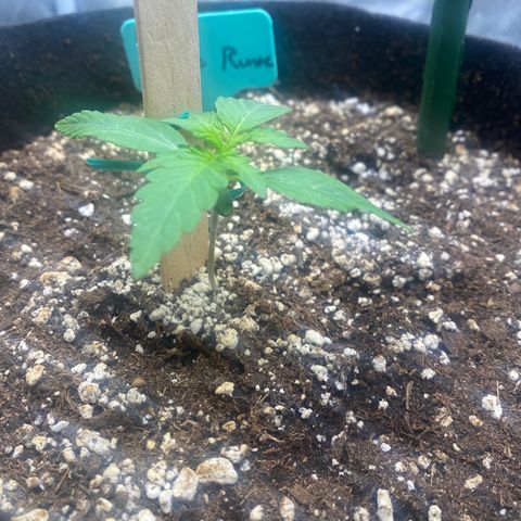 Granite Runtz growlog timeline photo