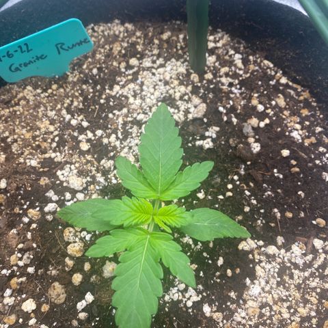 Granite Runtz growlog timeline photo