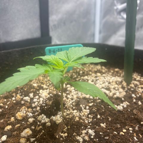 Granite Runtz growlog timeline photo