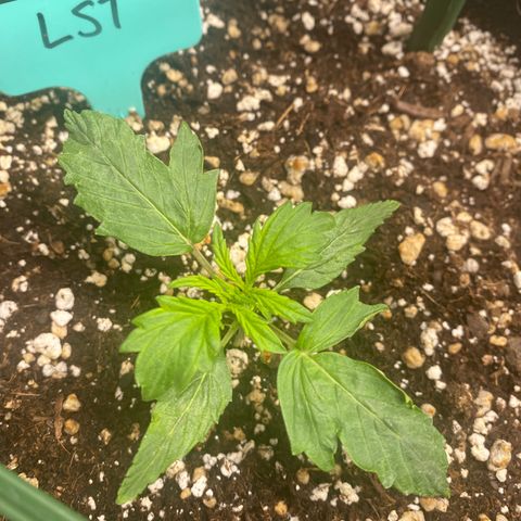 Gorilla Glue LST growlog timeline photo