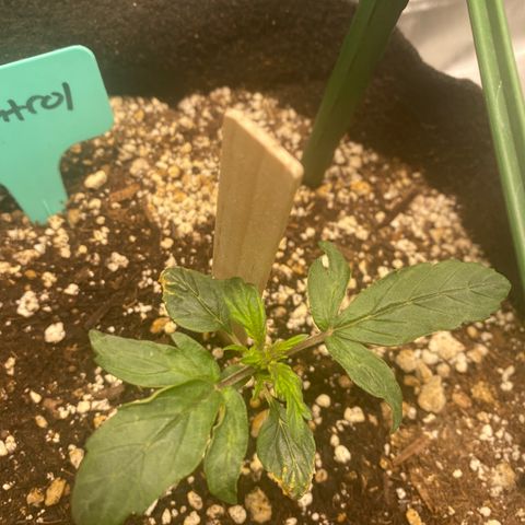 Gorilla Glue Control  growlog timeline photo