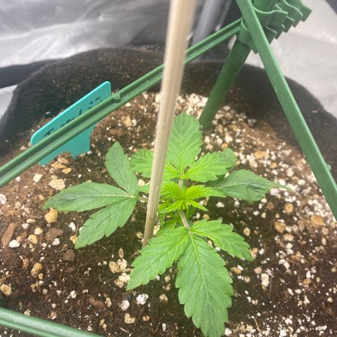 Gorilla Glue Topped  growlog timeline photo