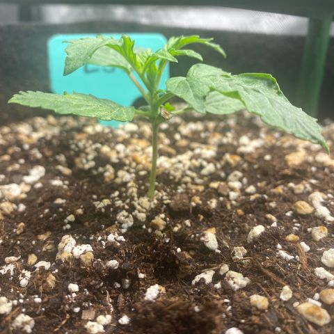 Gorilla Glue LST growlog timeline photo