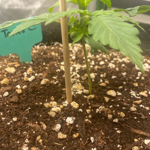 Gorilla Glue Topped  growlog timeline photo