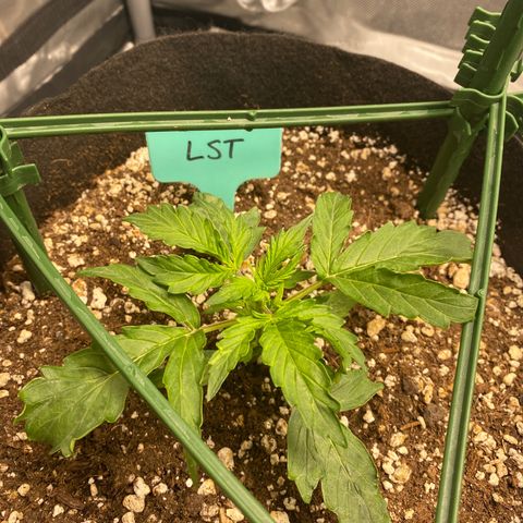 Gorilla Glue LST growlog timeline photo