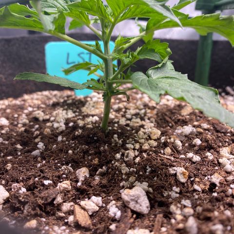 Gorilla Glue LST growlog timeline photo