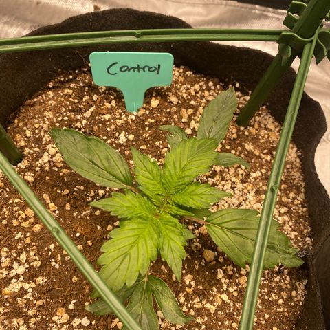 Gorilla Glue Control  growlog timeline photo