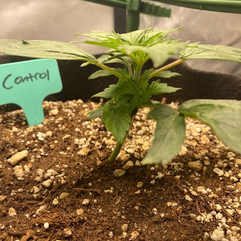 Gorilla Glue Control  growlog timeline photo