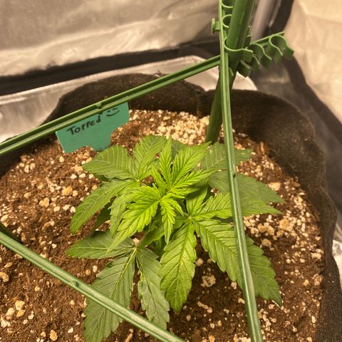 Gorilla Glue Topped  growlog timeline photo