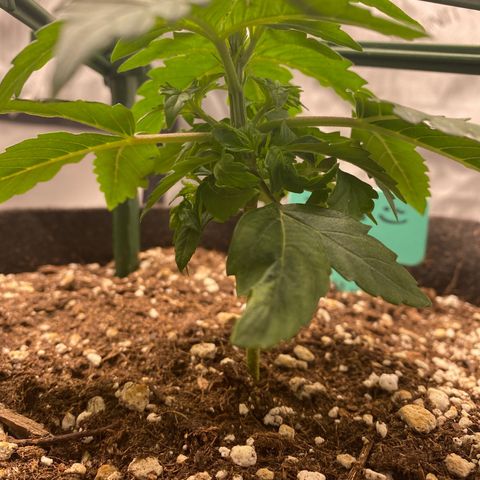 Gorilla Glue Topped  growlog timeline photo