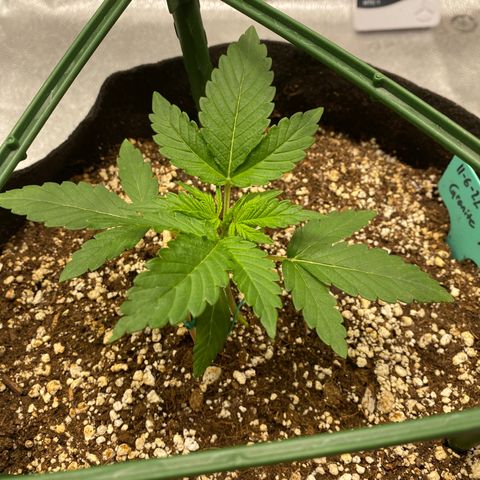 Granite Runtz growlog timeline photo