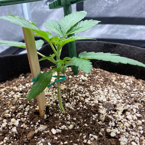 Granite Runtz growlog timeline photo