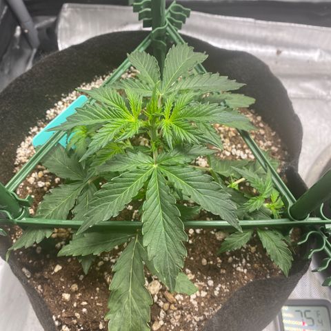 Gorilla Glue LST growlog timeline photo