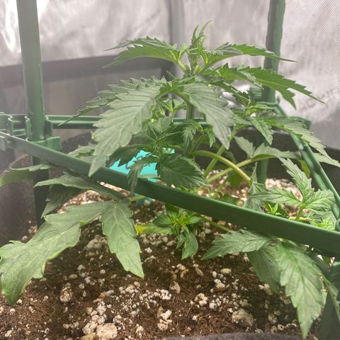Gorilla Glue LST growlog timeline photo